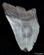Bargain Inch Georgia Megalodon Tooth #2716-1